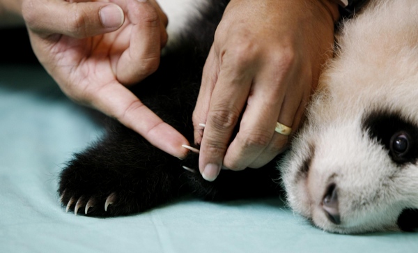 Twin panda cubs at Zoo Atlanta