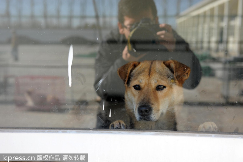 Expat rescues stray animals in Beijing