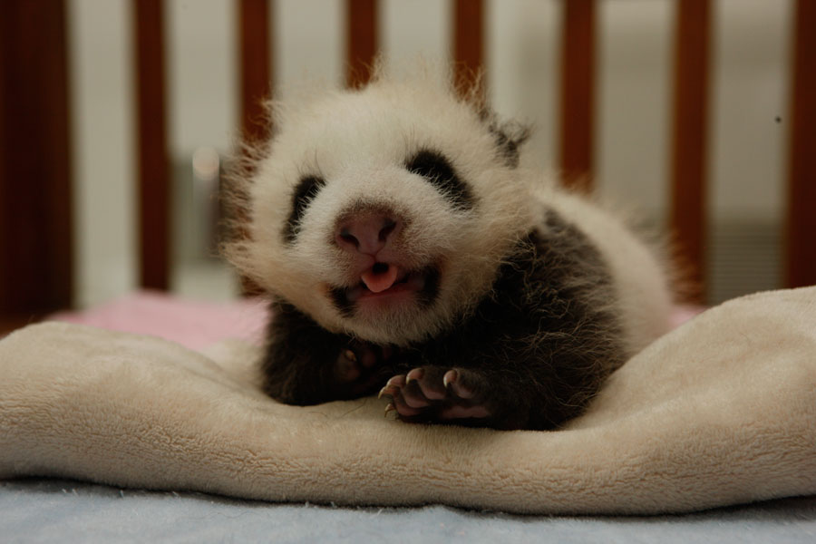 Newborn pandas growing in Chengdu