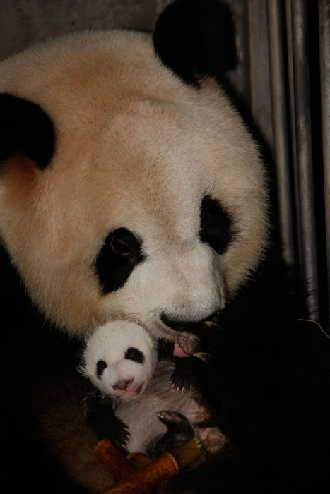 Newborn pandas growing in Chengdu