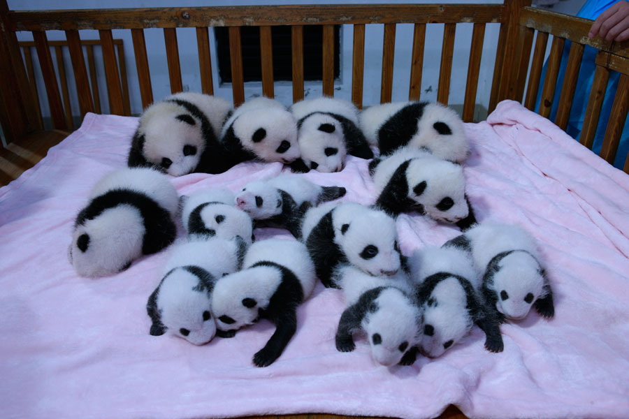 Newborn pandas growing in Chengdu