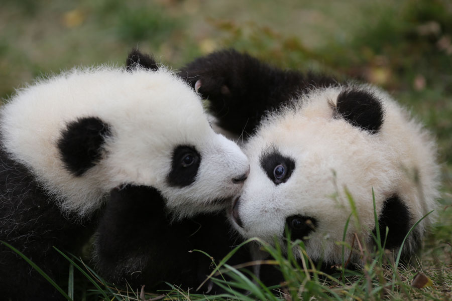 Newborn pandas growing in Chengdu