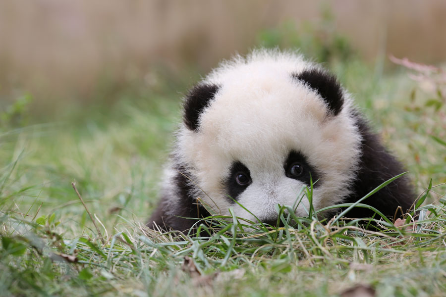 Newborn pandas growing in Chengdu