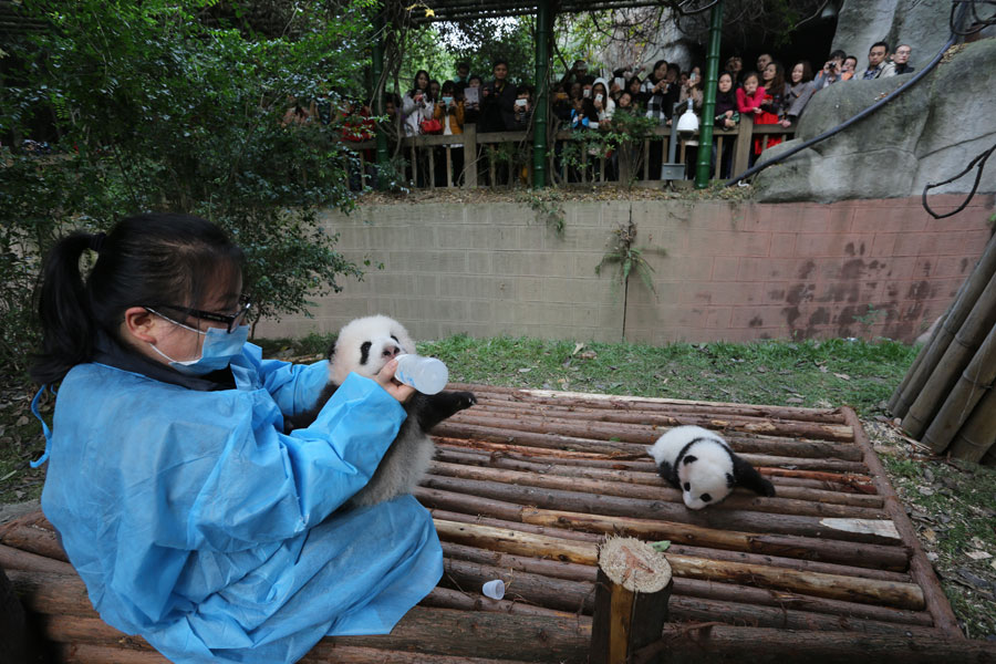 Newborn pandas growing in Chengdu
