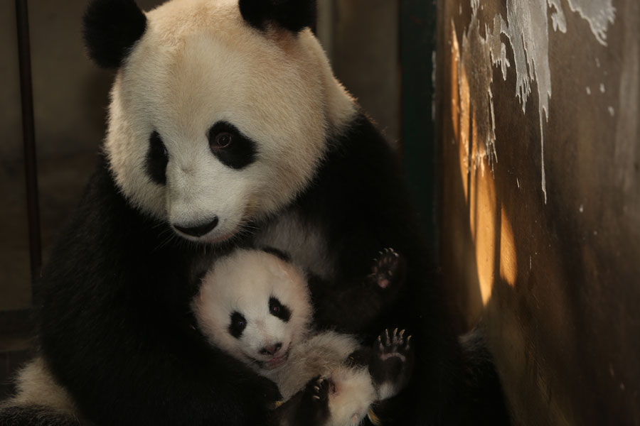 Newborn pandas growing in Chengdu