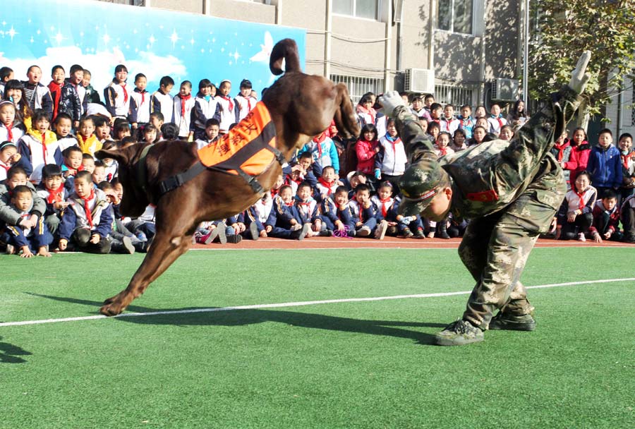 Search-and-rescue dogs wow students in NW China