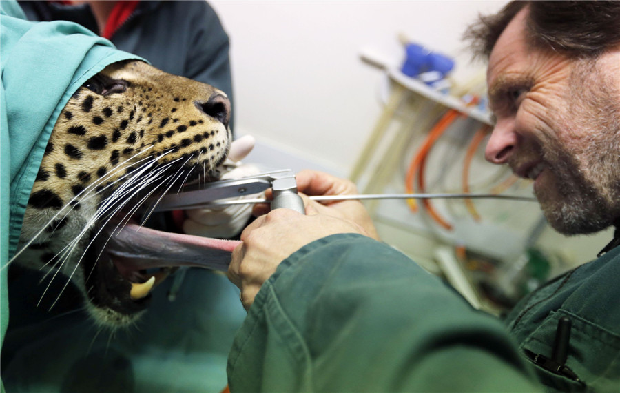 Private Palmyre Zoo in France