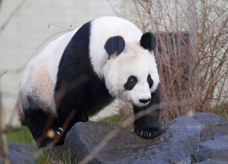 Giant pandas in UK to meet visitor during Christmas