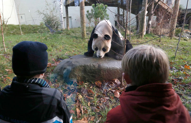 Giant pandas in UK to meet visitor during Christmas