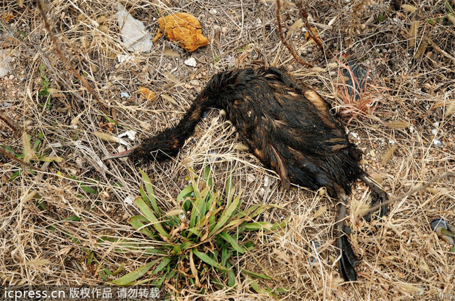 Oil spill from Qingdao blast kills sea life