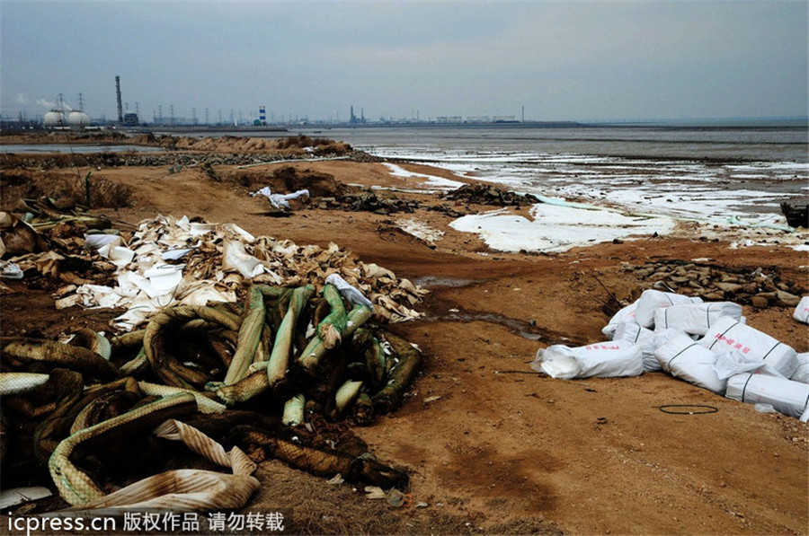 Oil spill from Qingdao blast kills sea life