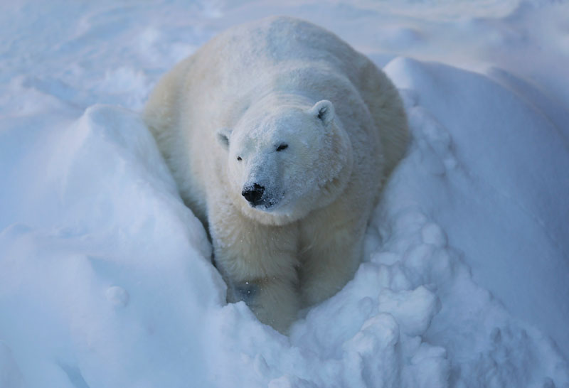 Polar bears enjoy some playful time