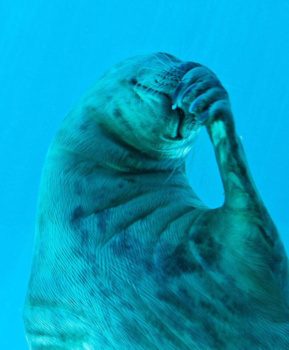 Seal chews flipper