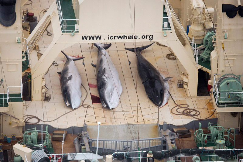 Japanese ships killing whales 'inside sanctuary'