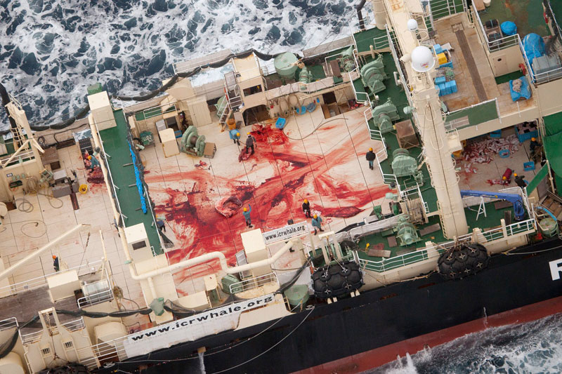 Japanese ships killing whales 'inside sanctuary'