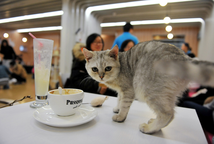 Cat-themed café in Nanjing