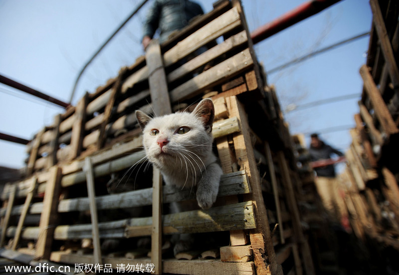 2,800 stray cats on the way to be slaughtered saved