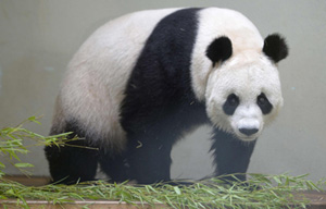 Panda cub in Washington makes her public debut