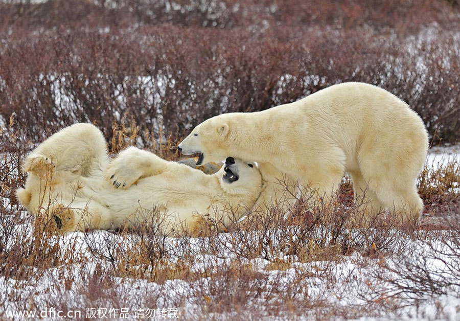 Polar bears hug