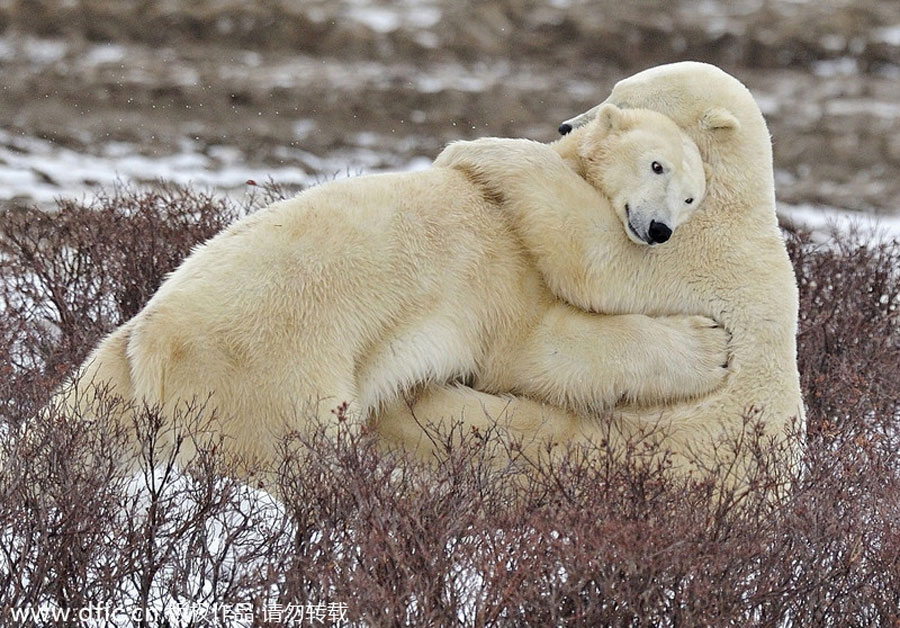 Polar bears hug