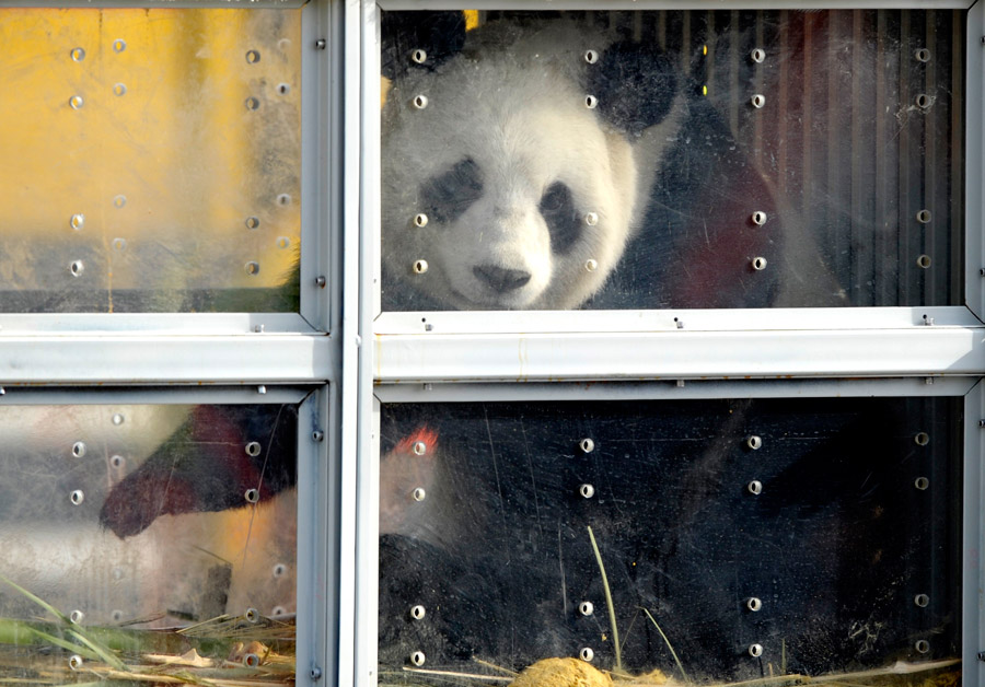 China's giant pandas arrive at Belgian zoo