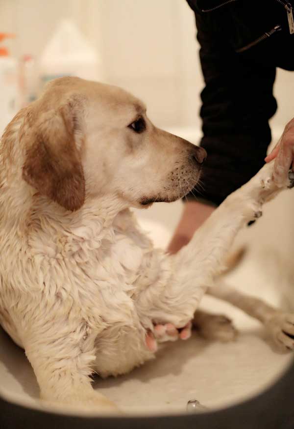 Guide dogs trained in NE China