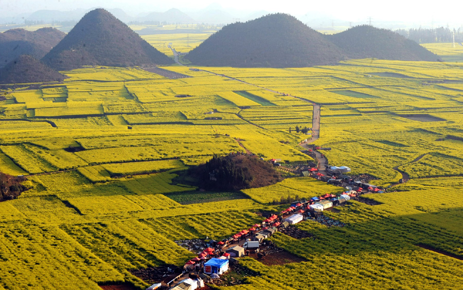 Rural colors blooming in spring