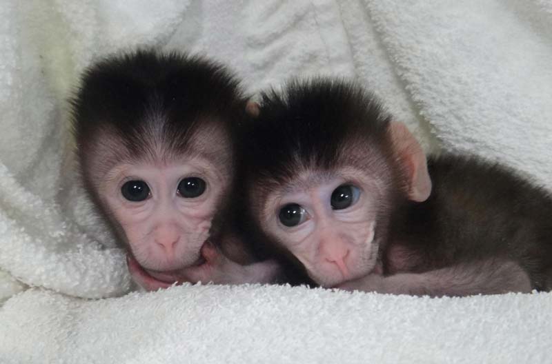 Monkeys with modified genes in SW China