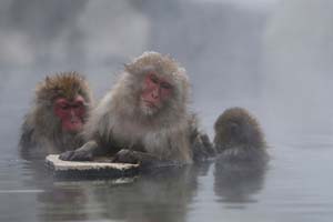 Monkeys with modified genes in SW China