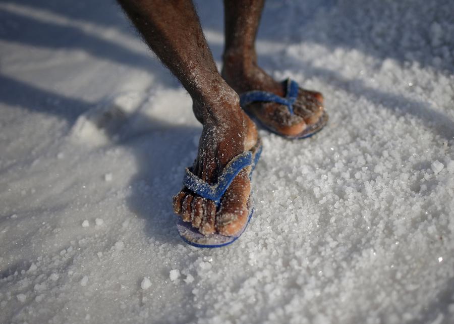 Laborers collect salt at salt pan in the western Indian state of Gujarat