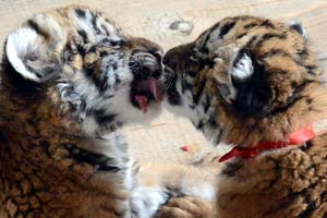 Siberian tiger base expecting 100 new cubs
