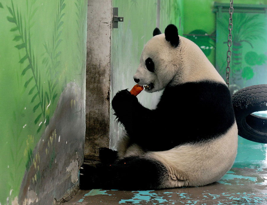 Surviving panda to be taken away
