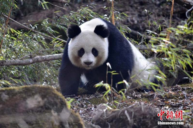 Wild panda spotted in Sichuan