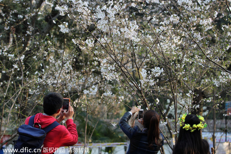 People flock to cherry blossoms in Wuhan University