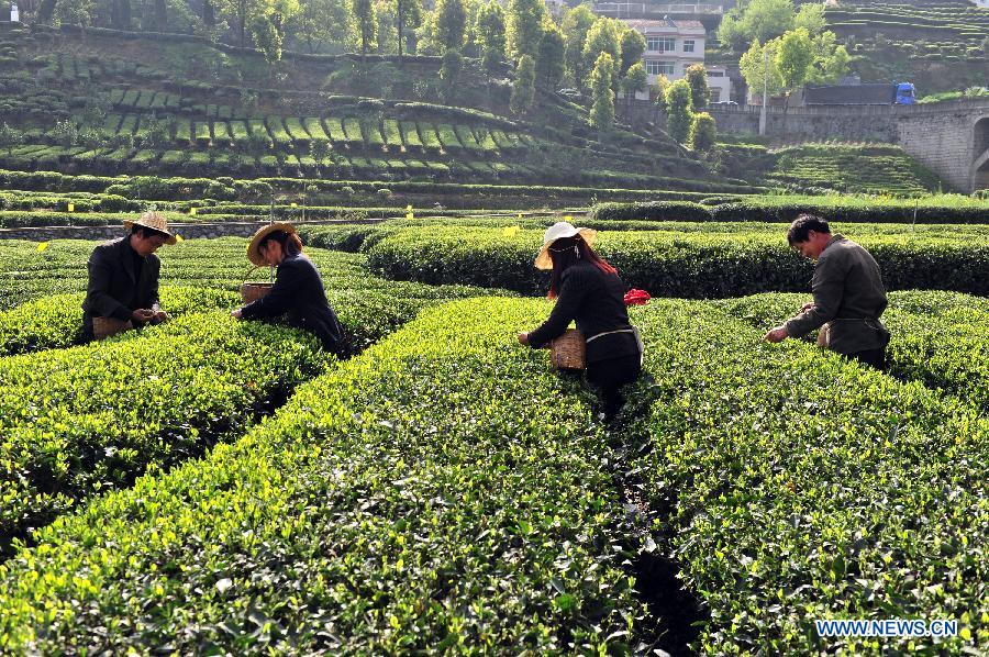 Tea farmers pick spring tea in C China's Hubei