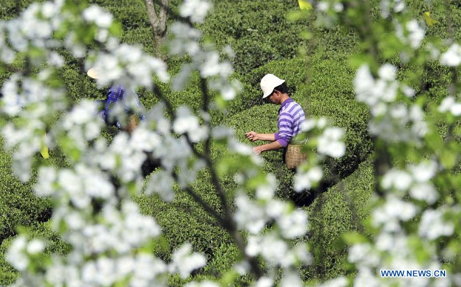 Tea farmers pick spring tea in C China's Hubei