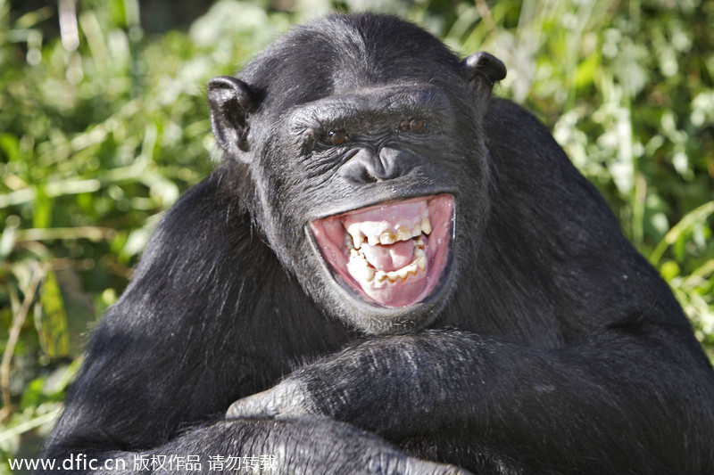 World Smile Day special: Grinning animals