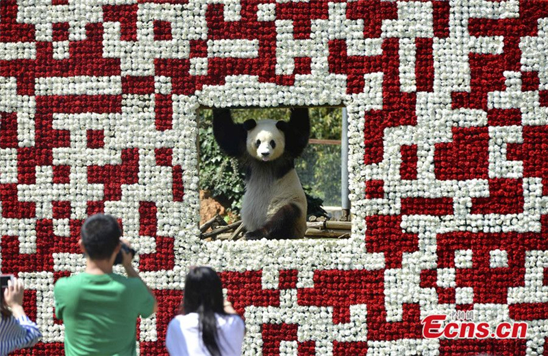 Panda poses in a giant QR code