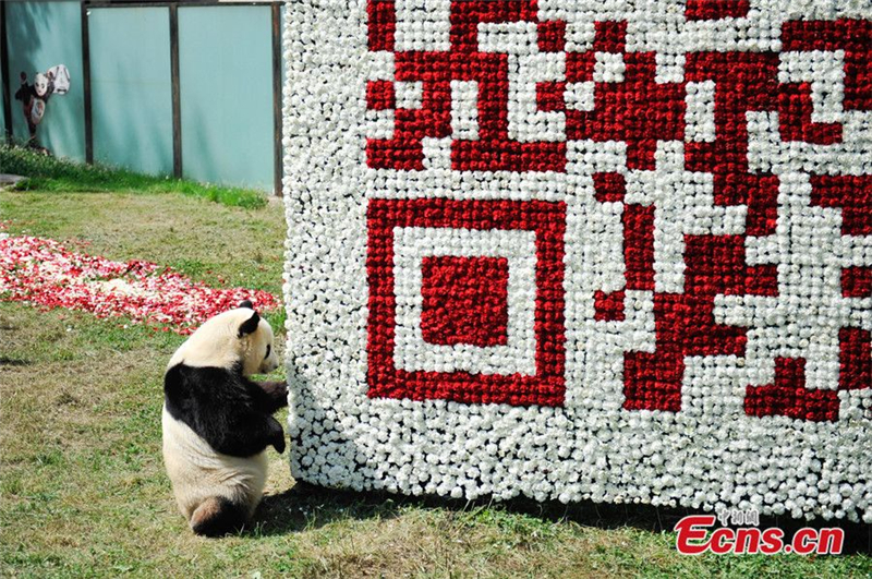 Panda poses in a giant QR code