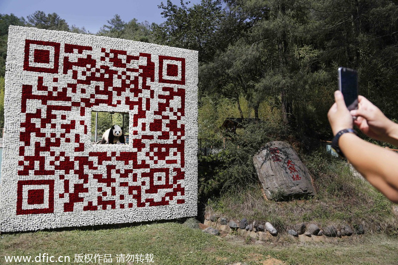 Panda poses in a giant QR code