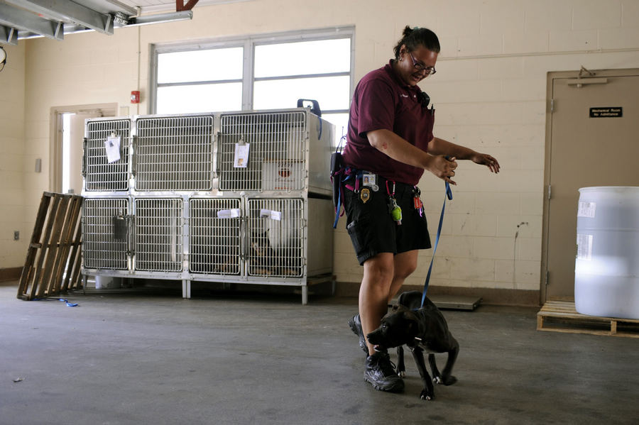 Police arrest 26 in Florida dog-fighting ring