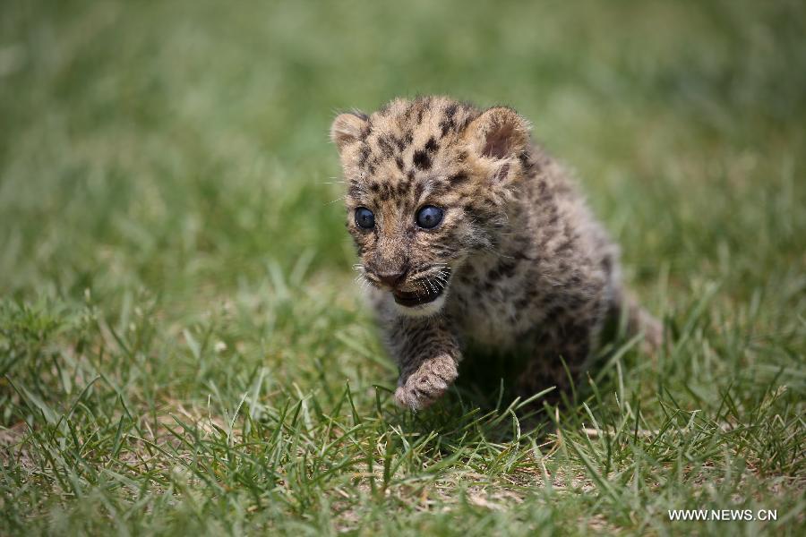 Newborn leopard cubs seen at Shenyang zoo