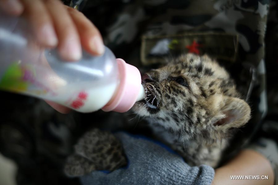 Newborn leopard cubs seen at Shenyang zoo