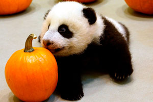 Giant panda cubs have fun at 'kindergarten'