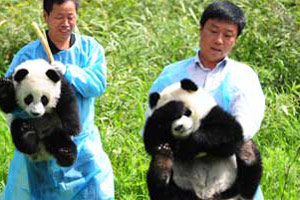 Giant panda cubs have fun at 'kindergarten'