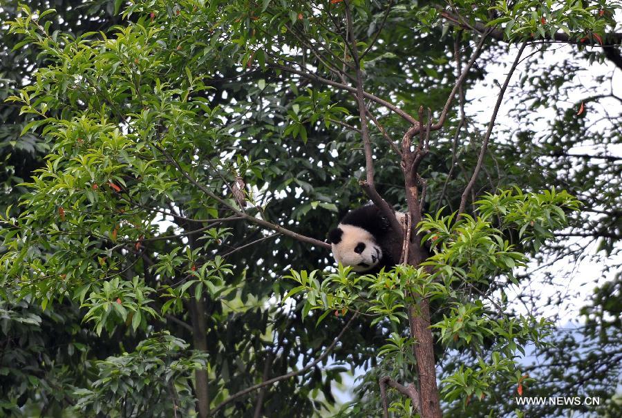 Giant panda cubs have fun at 'kindergarten'