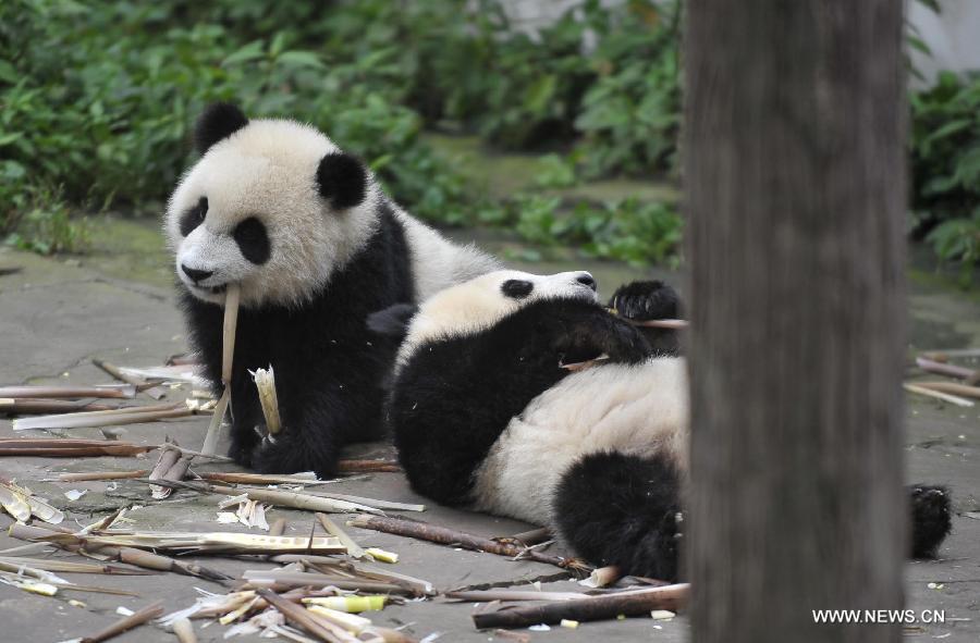 Giant panda cubs have fun at 'kindergarten'