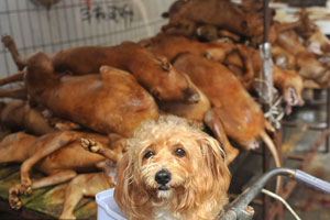 Yulin dog meat vendors make money off activists