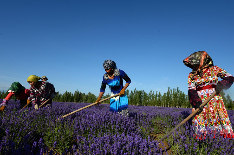 Lavender blooms in Xinjiang