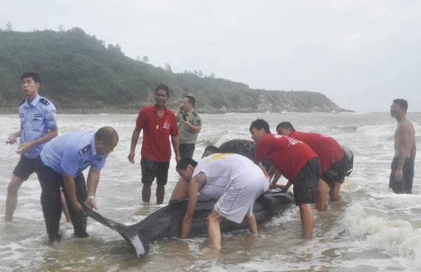 Whale stranded by typhoon is helped back into ocean